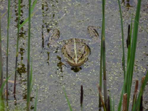 Altmuehl_Weissenburg_016