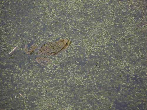 Altmuehl_Weissenburg_019