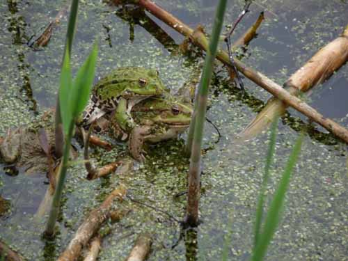 Altmuehl_Weissenburg_023