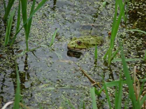 Altmuehl_Weissenburg_026