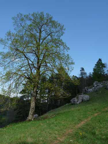 Altmuehl_Weissenburg_201