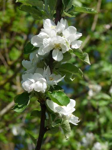 Altmuehl_Weissenburg_231