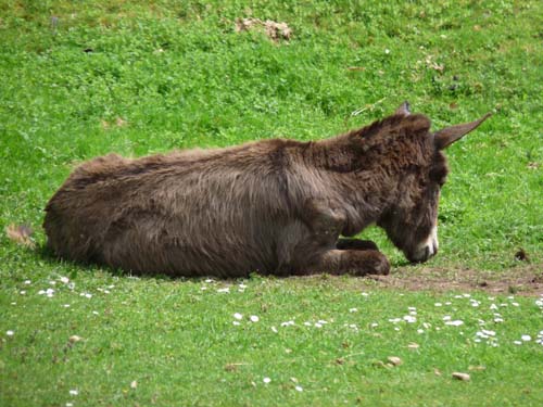 06-Sieber-Baudensteig-Bad-Lauterberg-044