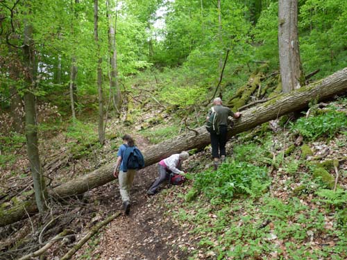 06-Sieber-Baudensteig-Bad-Lauterberg-047