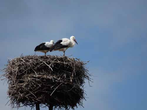 1208_Brandenburg_Berlin_376