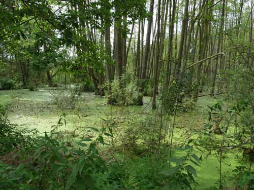 1208_Brandenburg_Berlin_388