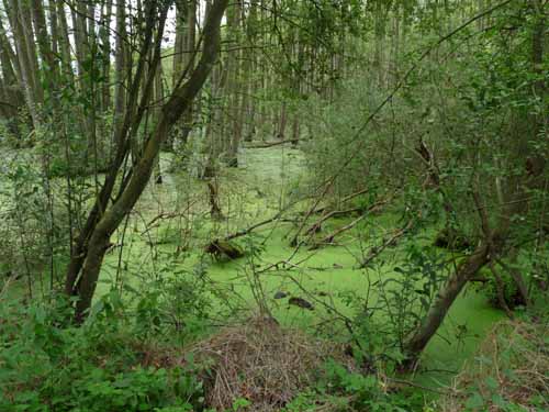 1208_Brandenburg_Berlin_390