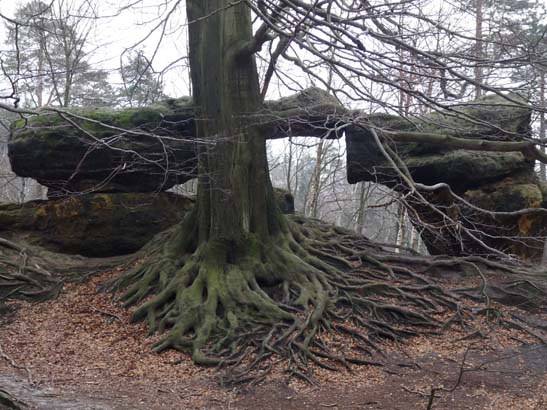 Elbsandsteingebirge-042