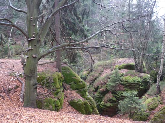 Elbsandsteingebirge-111