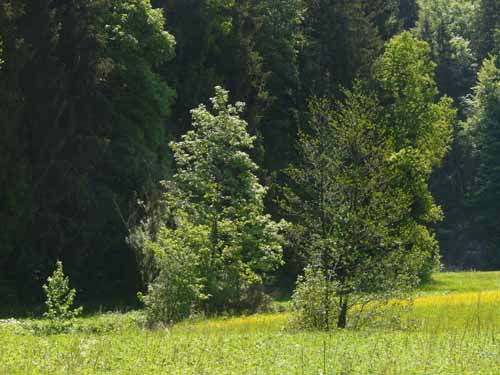 Fraenkische_Schweiz_Mai_2009_044