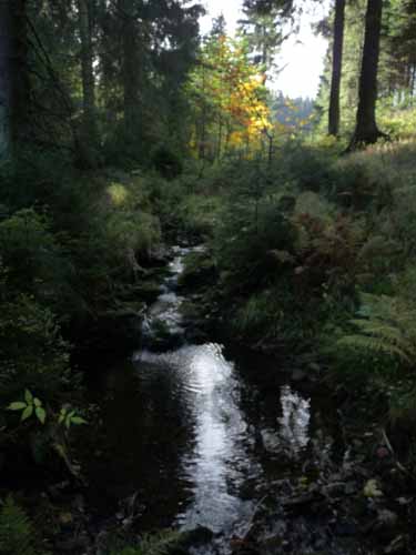 Harz-Mountainbike-121020-005
