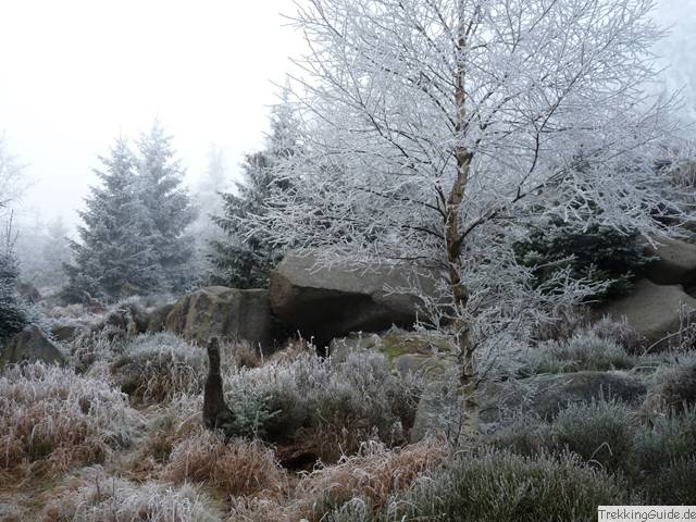 Hohnekamm, Harz