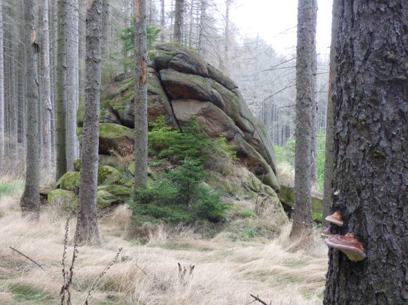 Felsen im Wald