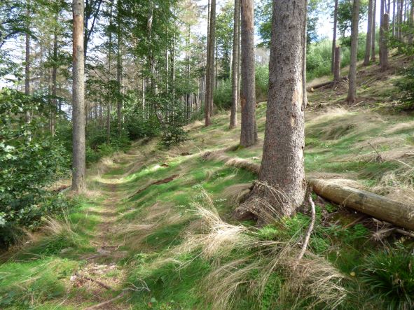 Waldpfade bei Ilsenburg