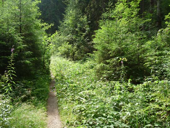 100731-Spiegeltaltrail-558