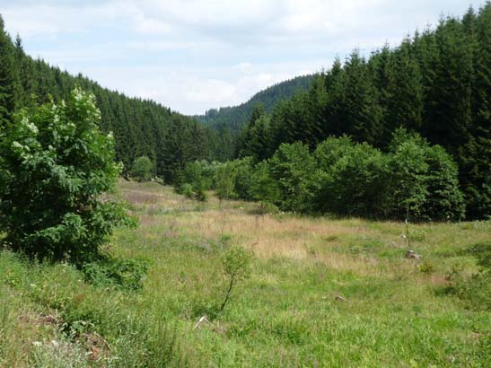 100731-Spiegeltaltrail-584