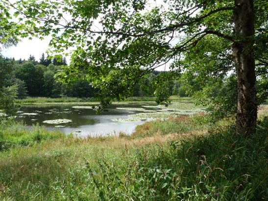 Seen, Clausthal-Zellerfeld, Harz