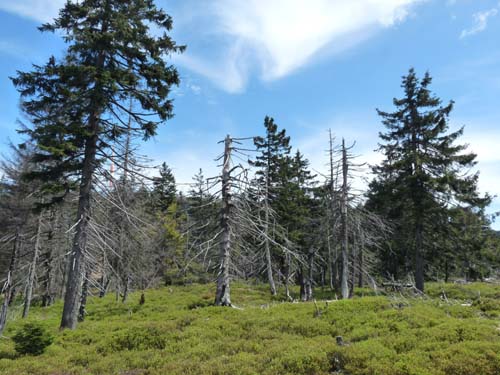 07-Oderbrueck-Brocken-Torfhaus-014