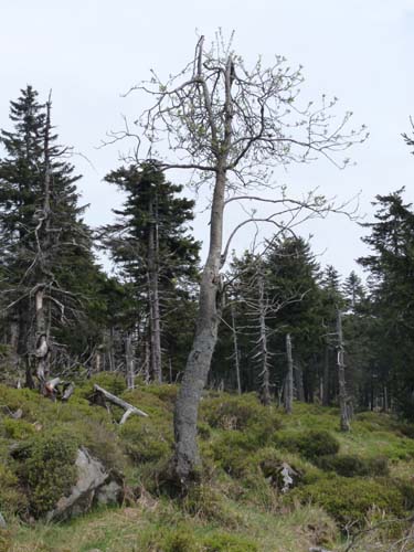 07-Oderbrueck-Brocken-Torfhaus-052