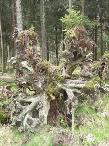 07-Oderbrueck-Brocken-Torfhaus-065