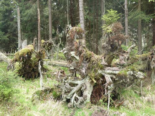 07-Oderbrueck-Brocken-Torfhaus-066