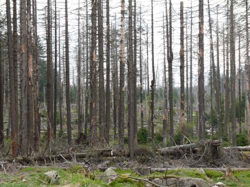 07-Oderbrueck-Brocken-Torfhaus-070