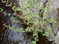 04-Torfhaus-Stoeberhai-Buntenbock-024