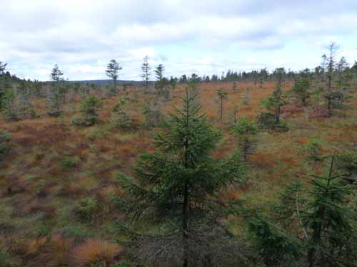 Harz-Brocken-121011-002