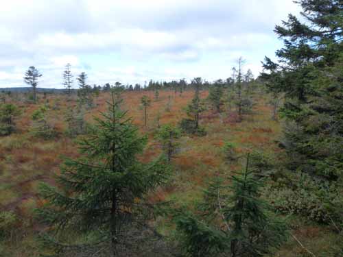 Harz-Brocken-121011-003