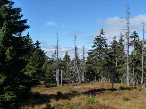 Harz-Brocken-121011-045