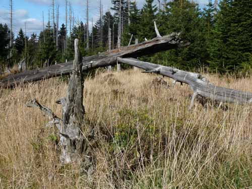 Harz-Brocken-121011-051