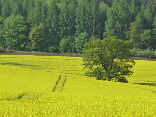 05-Foerste-Uehrde-Osterode-008