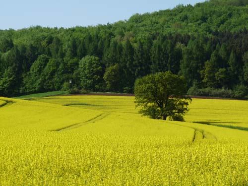 05-Foerste-Uehrde-Osterode-009
