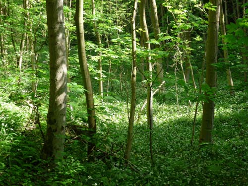 05-Foerste-Uehrde-Osterode-014