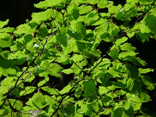 05-Foerste-Uehrde-Osterode-016