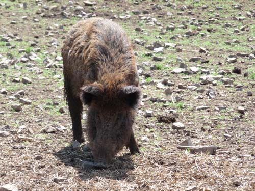 05-Foerste-Uehrde-Osterode-017
