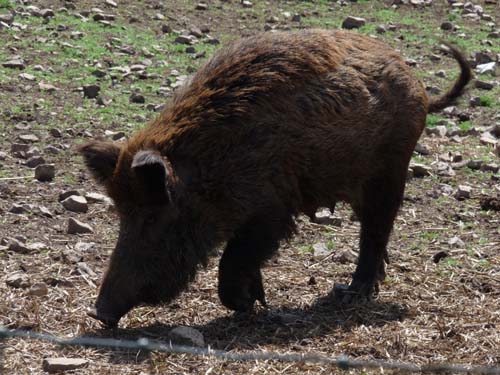 05-Foerste-Uehrde-Osterode-018
