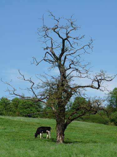 05-Foerste-Uehrde-Osterode-019