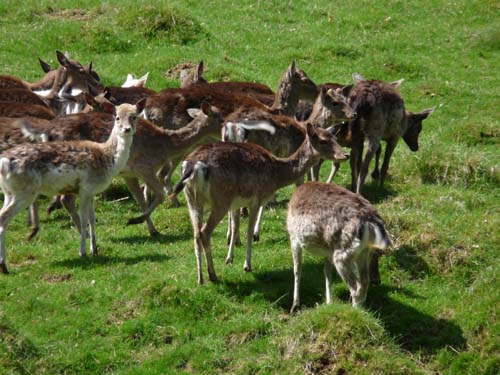 05-Foerste-Uehrde-Osterode-020