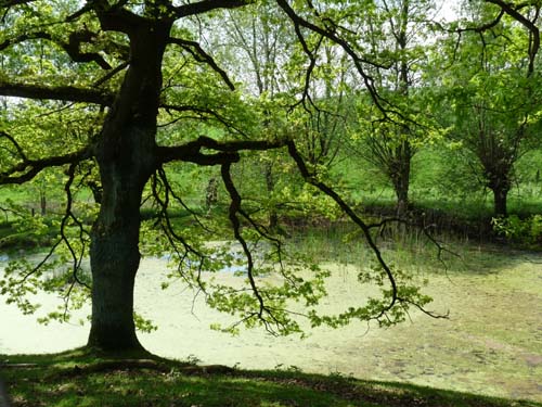 05-Foerste-Uehrde-Osterode-021