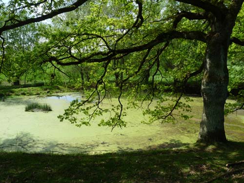 05-Foerste-Uehrde-Osterode-022