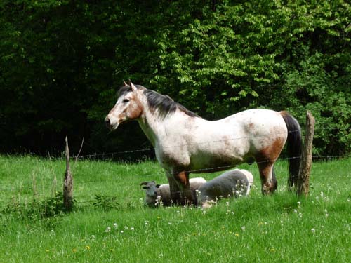 05-Foerste-Uehrde-Osterode-026