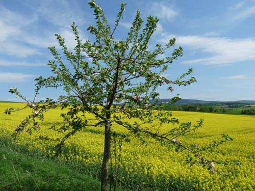 05-Foerste-Uehrde-Osterode-035
