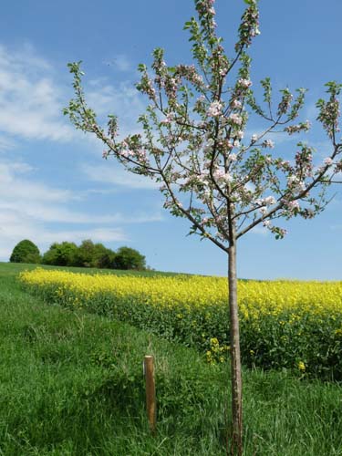 05-Foerste-Uehrde-Osterode-036