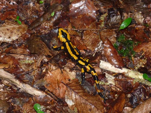 02-Steinkirche-Scharzfels-Einhornhoehle-008