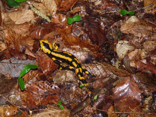 02-Steinkirche-Scharzfels-Einhornhoehle-009