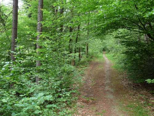 Steinkirche-Scharzfels-Einhornhoehle-022