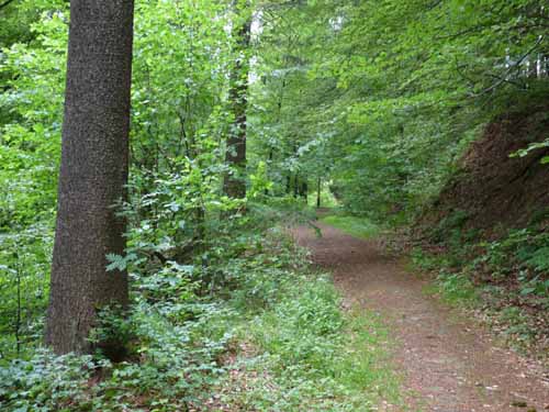 Steinkirche-Scharzfels-Einhornhoehle-023