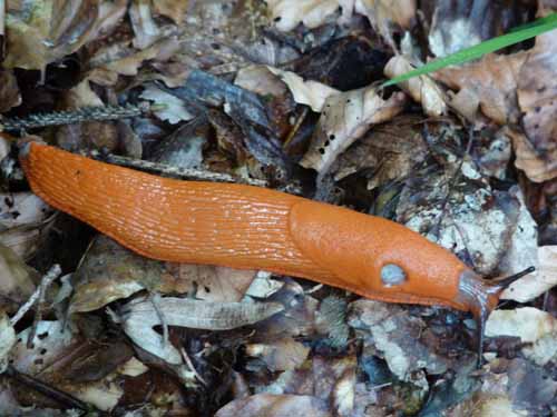 Steinkirche-Scharzfels-Einhornhoehle-026