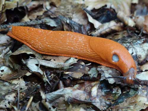Steinkirche-Scharzfels-Einhornhoehle-028